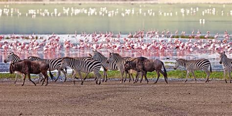 Flamingos at Lake Manyara National Park- Africa Adventure Vacations