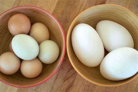 How to Use Goose Eggs: Five Facts