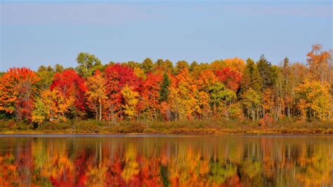 Fall colours about to peak in Algonquin Park, Muskoka | CTV Barrie News