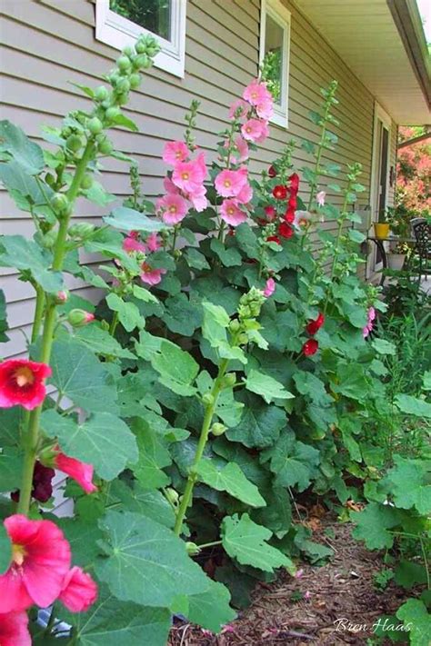 How to Grow and Care for Hollyhocks – Creative Bren Haas