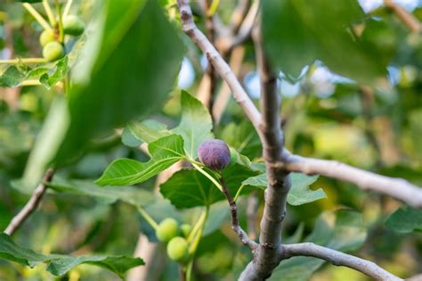 Higuera con frutas fruta de verano en el árbol | Foto Premium