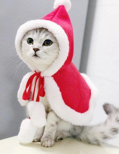 The Best Cat Christmas Sweaters in 2022 | Cuteness | Christmas cats ...