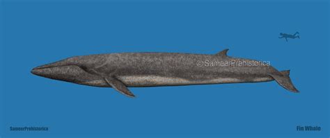 Fin Whale Size by SameerPrehistorica on DeviantArt