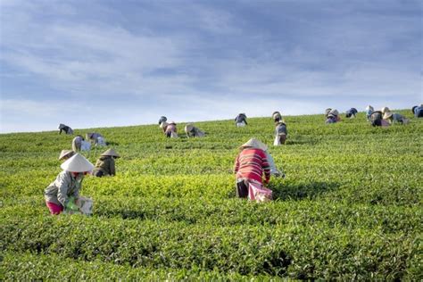 The Rise of Women in Agriculture - Environment Co