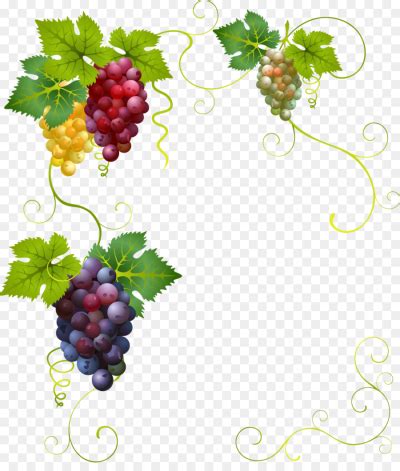 Grape Vine Border Vector at Vectorified.com | Collection of Grape Vine ...