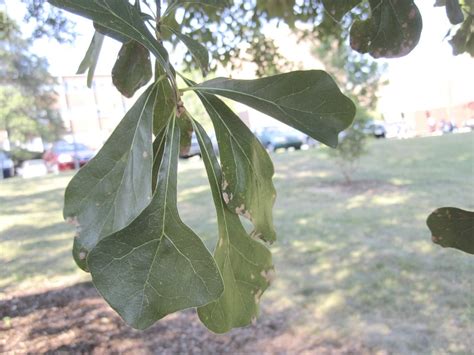 Quercus nigra | Mellow Marsh Farm