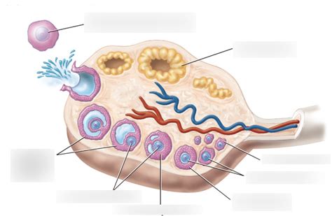 Ovarian Follicle Diagram Diagram | Quizlet