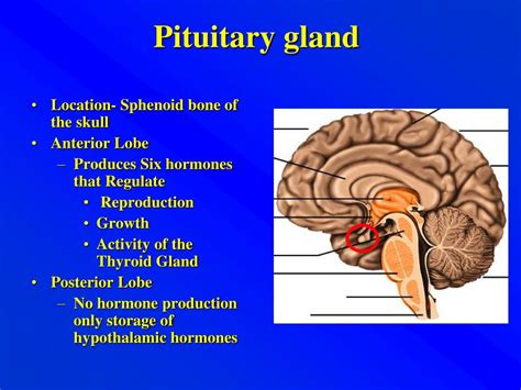 PPT - Hypothalamus PowerPoint Presentation - ID:394800