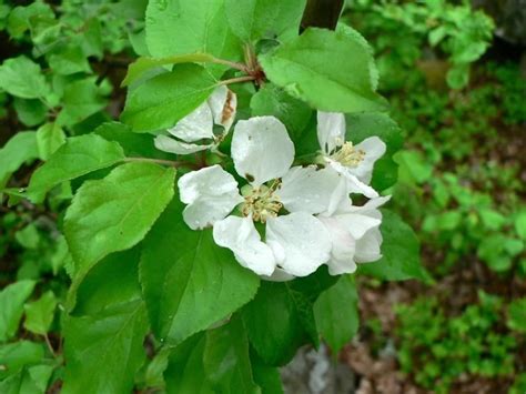 Free picture: fruit, tree, flower