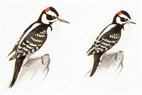 How to Tell a Hairy Woodpecker From a Downy Woodpecker | Audubon