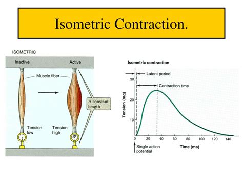 PPT - Muscle II. Mechanics Fiber Contraction. PowerPoint Presentation ...