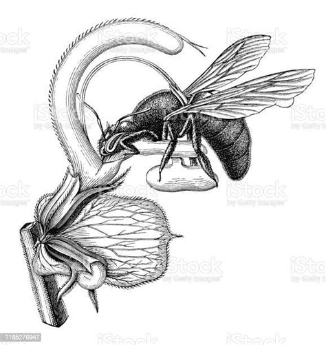 Carpenter Bee Pollination Of Flower Salvia Aethiopis 1896 Stock Illustration - Download Image ...