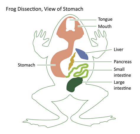 Frog Dissection Diagram