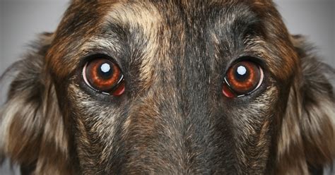 Dog Eyelid Tumors: Types and Treatments - Dr. Buzby's ToeGrips for Dogs