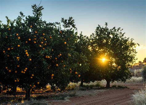 5 Easy Tips for Healthy Grapefruit Seedling Care - Garden Drift