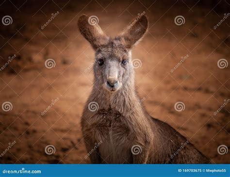 Australia Forest Fire Animals Images Kangaroos from Australia during the Forest Fire 2020 Stock ...