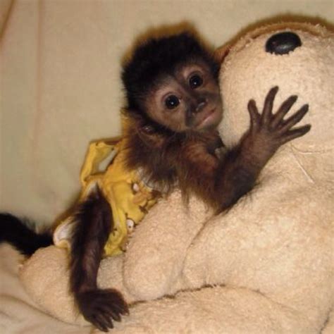 Die besten 25+ Capuchin monkey pet Ideen auf Pinterest | Schimpansen ...