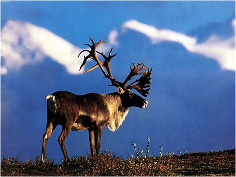 Reindeer Facts - Animal Facts Encyclopedia