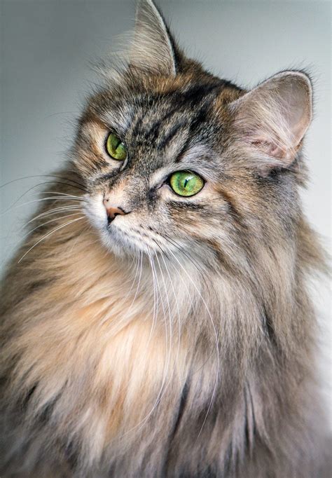 Siberian Cat Breed Profile | Litter-Robot