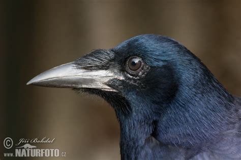 Corvus frugilegus Pictures, Rook Images, Nature Wildlife Photos | NaturePhoto