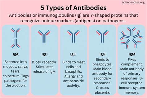 Types of Antibodies and Their Functions