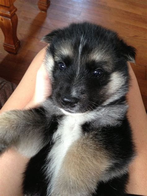 German Shepherd Puppies Husky Mix - Pets Lovers