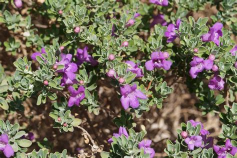 Grow Guide: Eremophila nivea (Emu Bush) | Ultimate Backyard