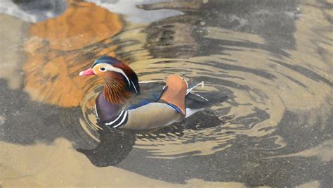 Couple Mandarin Duck. Stock Footage Video 9886529 | Shutterstock