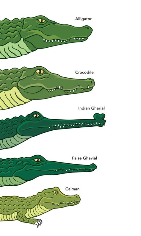 One Croc or The Other. | สัตวแพทย์, จระเข้, เคล็ดลับการแคมปิ้ง