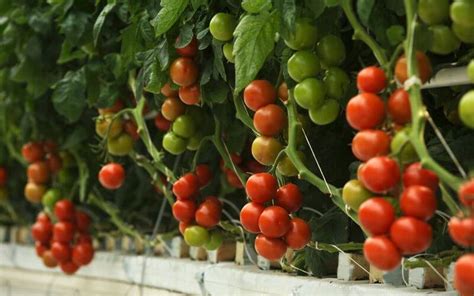 Hydroponic Tomatoes: How To Grow Tomatoes Hydroponically