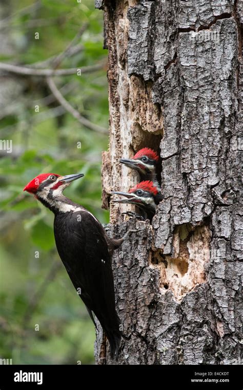 Pileated woodpecker feeding young birds, Sonoma County, California Stock Photo: 71578804 - Alamy