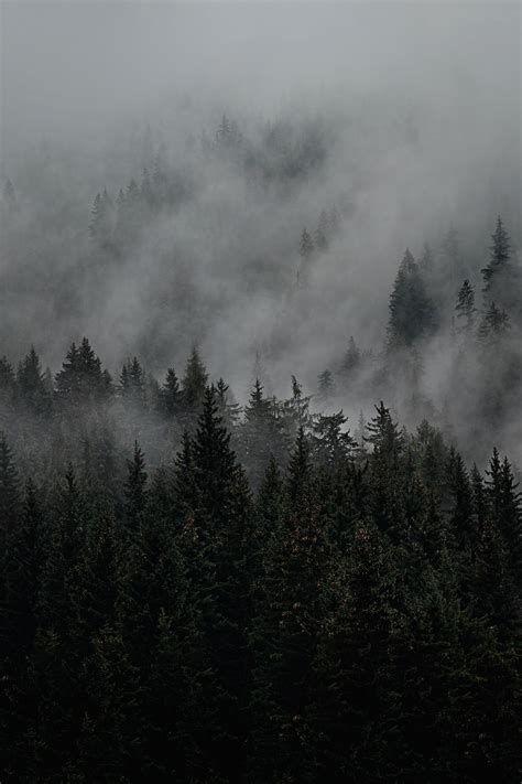 Gloomy Forest Wallpapers - 4k, HD Gloomy Forest Backgrounds on WallpaperBat