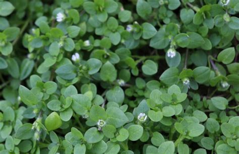 How To Get Rid Of Chickweed: Smart Ways To Kill Chickweed