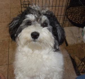 Havachon (Havanese-Bichon Frise Mix) Info, Temperament, Pictures