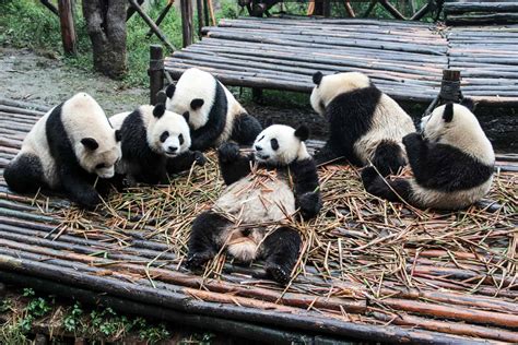 Taking a Chengdu Panda Tour: China’s Cutest Tourist Attraction