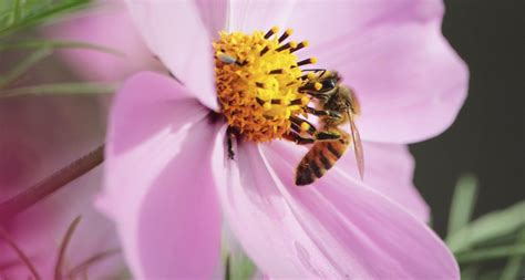 Flowers Can Hear Buzzing Bees—And it Makes Their Nectar Sweeter