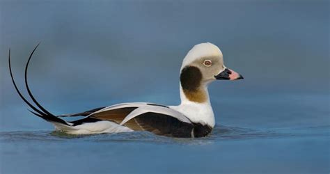 Long-tailed Duck Identification, All About Birds, Cornell Lab of Ornithology
