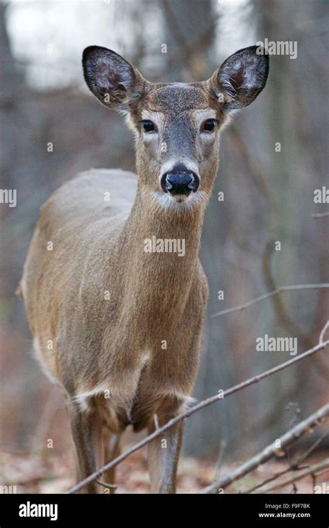 Beautiful wild deer big eyes hi-res stock photography and images - Alamy