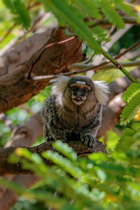 Marmoset Monkey Primate - Free photo on Pixabay - Pixabay