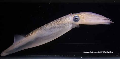 Squid Camouflage – an Awesome Video – Poseidon's Web