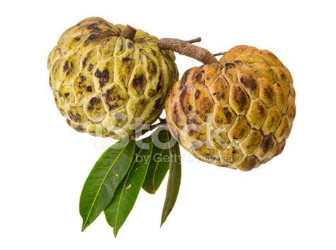 Annona Stock Photo | Royalty-Free | FreeImages