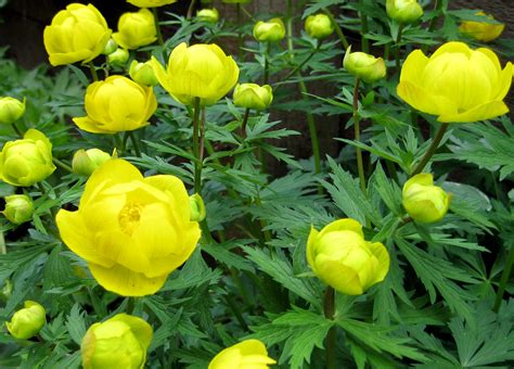 Plant With Showy Yellow Flowers Crossword | Best Flower Site