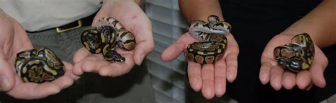 Keeper Blog: Baby ball pythons!