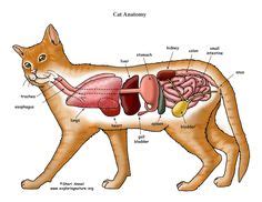 10 Animal anatomy ideas | anatomy, feline anatomy, cat anatomy