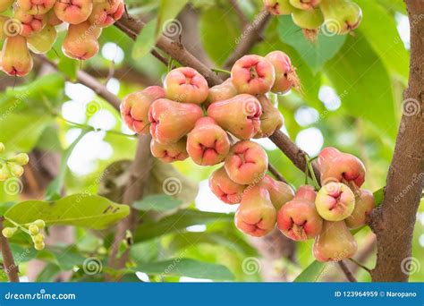 Rose apple on tree stock image. Image of fruit, color - 123964959