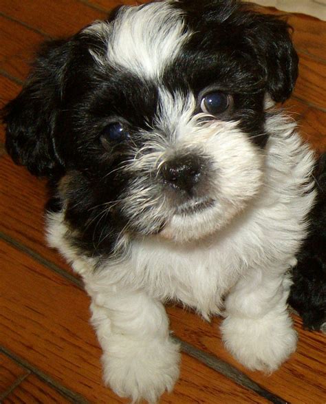 Home - Teddy Bears (Shichons) Shih Tzu/Bichon puppies | Teddy bear puppies, Puppies, Teddy bear dog