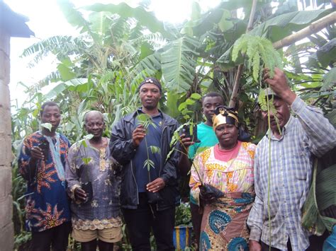 Green Cameroon Plants 500 Trees around Mount Cameroon - Green Cameroon