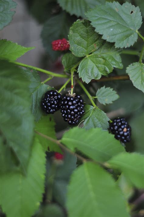 Blackberry harvest and garden pics! - Raised Urban Gardens