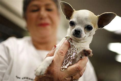 Chihuahua Puppy Training | Chihuahua puppy training, Chihuahua puppies ...