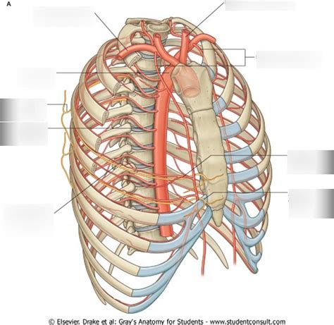 Arterial supply to thorax Diagram | Quizlet